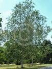Betula platyphylla