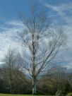 Betula platyphylla