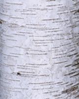 Betula pubescens