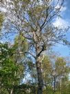 Betula pubescens