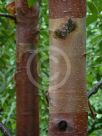 Betula utilis