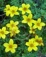 Bidens ferulifolia