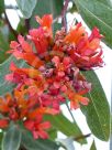 Marianthus ringens