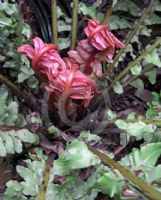 Blechnum brasiliense