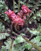 Blechnum brasiliense