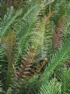Blechnum brasiliense