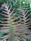 Blechnum cartilagineum