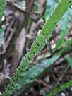 Blechnum cartilagineum