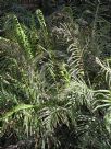 Blechnum cartilagineum