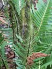Blechnum nudum